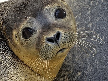 Seals Terrorised by Tourists and Uncontrolled Dogs