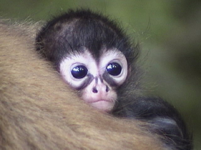 Spanish Zoo Welcomes Rare Baby Spider Monkey