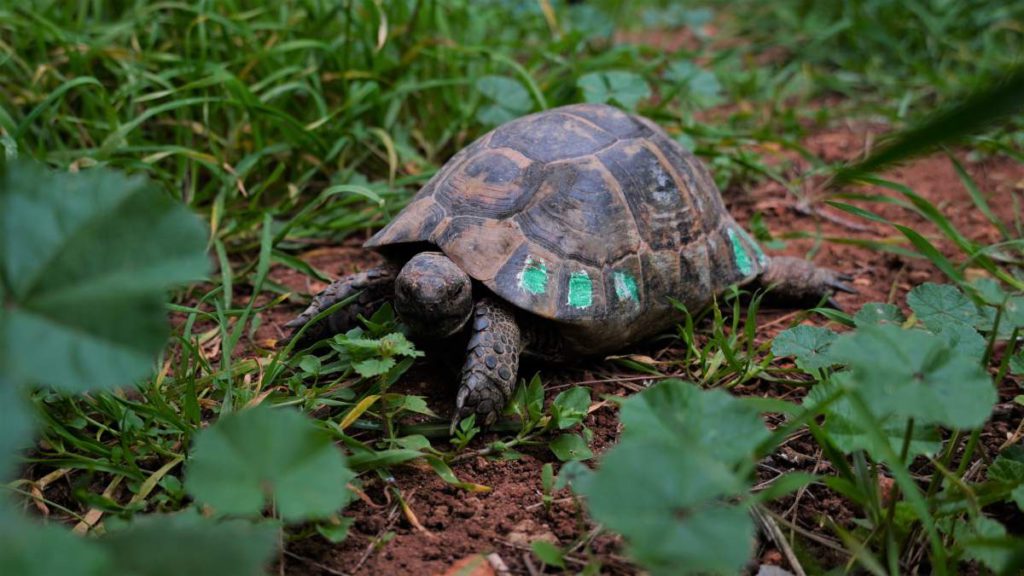 The Spur-thighed tortoise needs protection