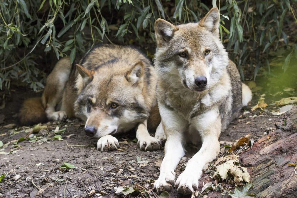Nine Spanish regions join forces to stop wolf being protected species