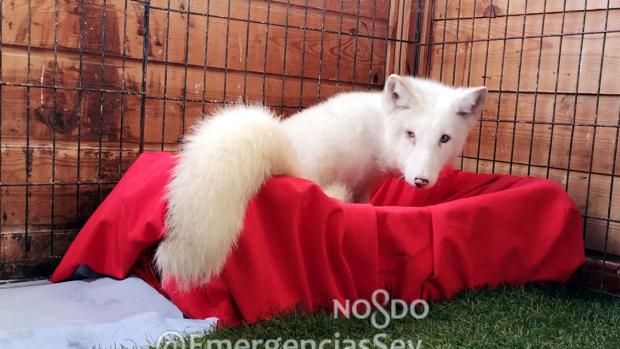 Trial for owner of arctic fox found walking the streets of Sevilla