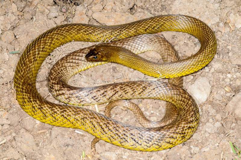 Police Find 45 Venomous Snakes at House After Owner was Bitten