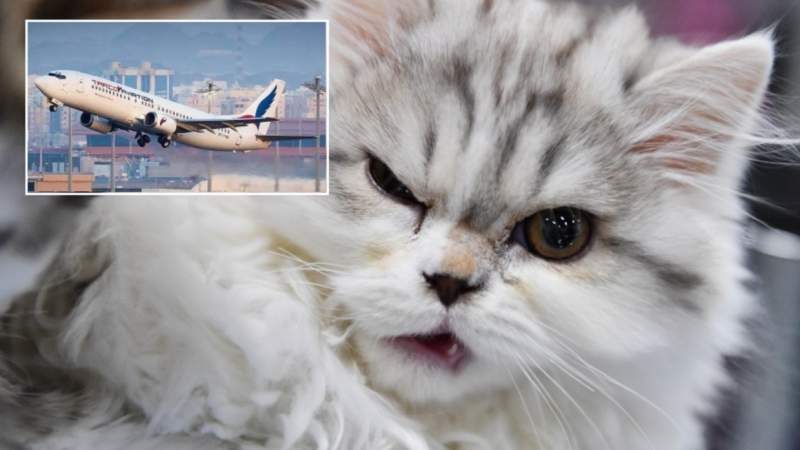 FELINE HIJACKING: Plane Forced To Land After Aggressive Fear-Of-Flying CAT Attacks Pilot In Mid-Air!