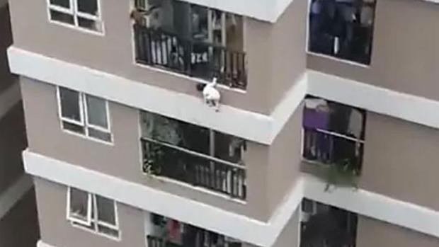 WATCH: Girl falls from 12th floor balcony caught by hero delivery man