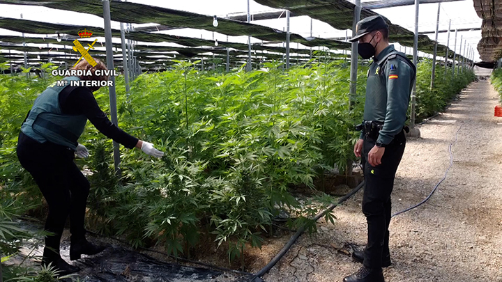 Guardia Civil Find 64,800 Cannabis Plants in Almeria