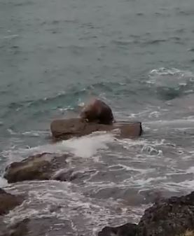 Arctic Walrus Spotted in Ireland for The First Time in 17 Years