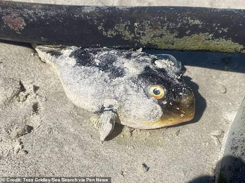 British Expat Finds Hundreds Of Lethal Pufferfish Washed Up On South African Beach