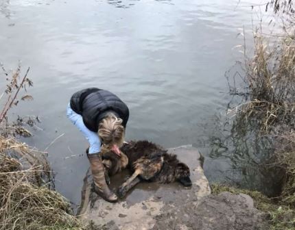 Woman Avoids Jail after Horrific Attempt to Drown Her Dog in the River Trent