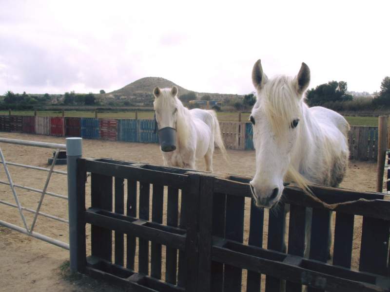 Infectious Equine Virus In Spain’s Valencia Has Now Reached Six Autonomies and Eight Countries