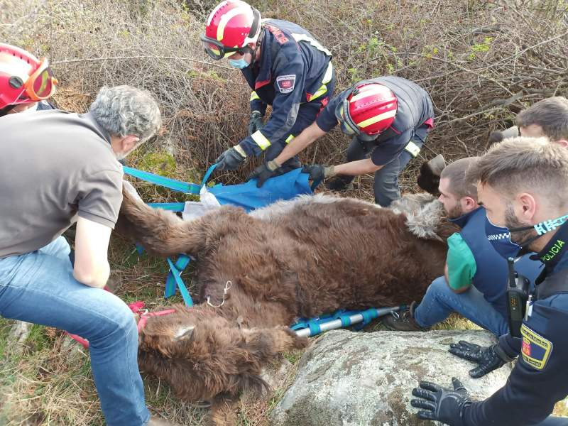 Donkey rescued by helicopter after getting stuck in brambles
