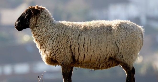Animal charity warns easing GE livestock regulations will jeopardise ethical consumer choices