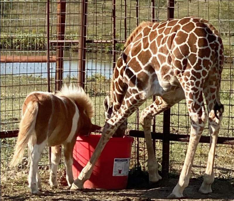 Giraffe and Tiny Horse Become Best Friends
