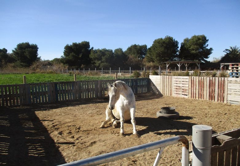 Infectious Equine Virus From Spain’s Valencia Has Now Reached Twelve Countries And Events Have Been Stopped