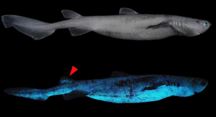 Glow-In-The-Dark Sharks Discovered off the Coast of New Zealand