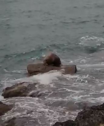 Napping Walrus That Was Spotted in Ireland Makes It All the Way to Wales