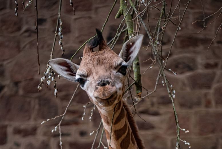 Rare Giraffe Is Born at Chester Zoo