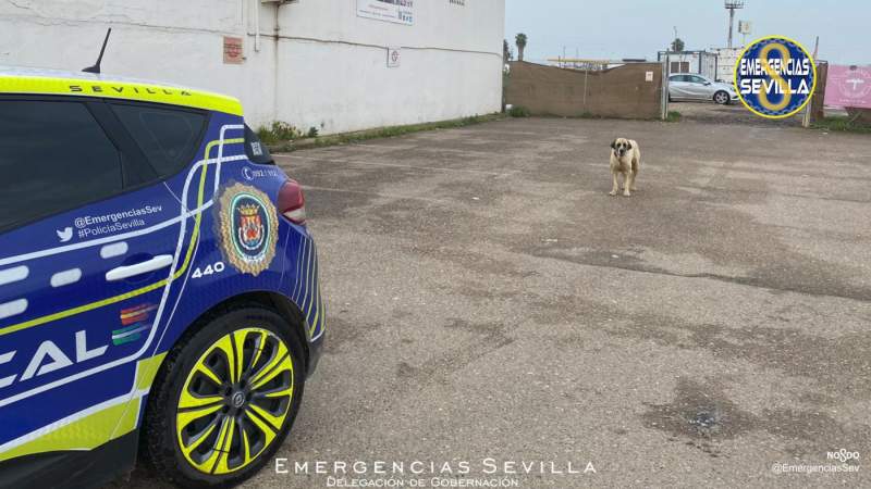 Woman rushed to hospital in Sevilla following dog attack