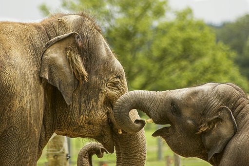 Elephants Feared Dead after Brit Soldiers Start Cooking Fire in Kenya