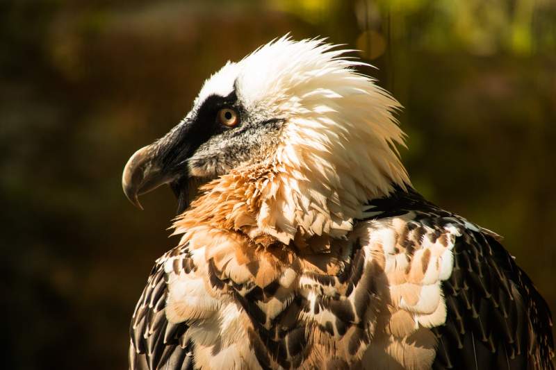 Record number of vulture chicks born at breeding centre in Cazorla