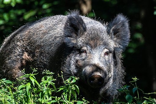 Wild Boars Experiencing Population Boom In Spain