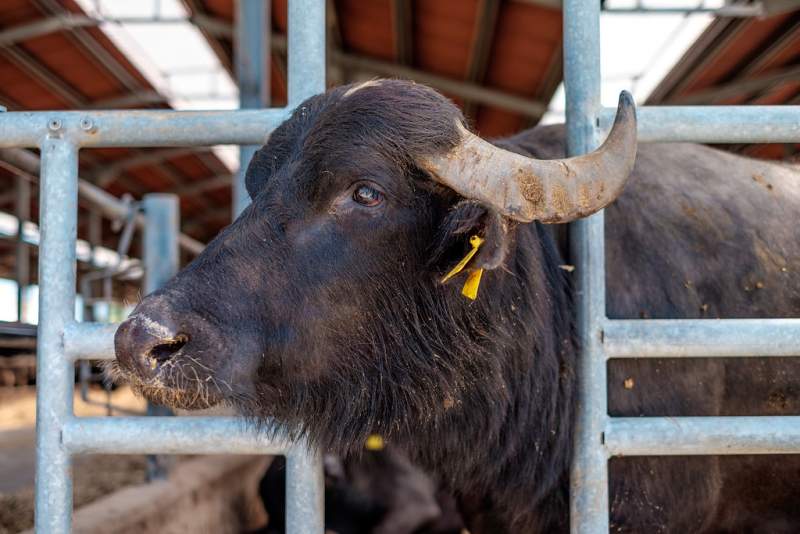 Italian probe uncovers alleged food fraud in Catalan livestock with risks to public health