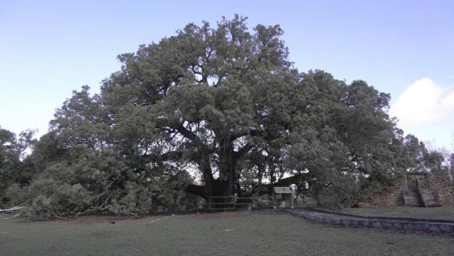 Ancient oak in tiny town becomes European Tree of the Year