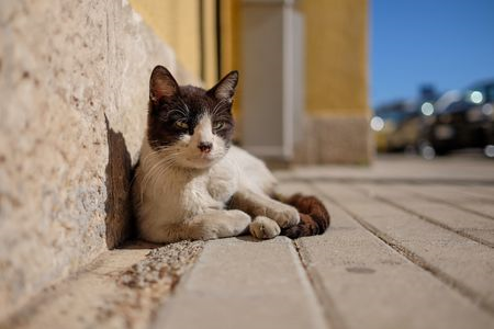 Feral Cat Poisoning In South Eastern Spanish City Causes The Death Of 60 Cats