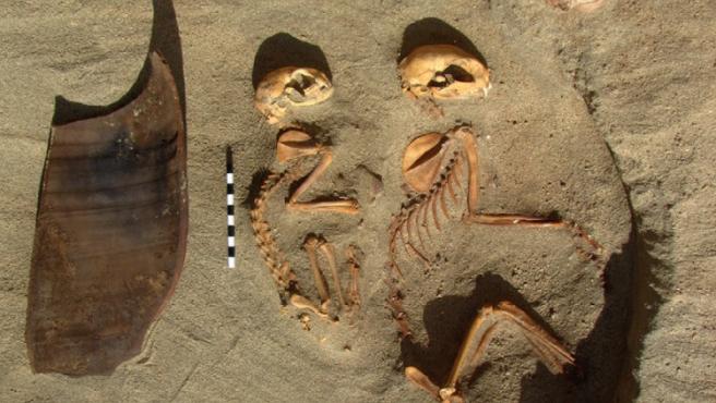 World’s oldest pet cemetery found on Red Sea coast in Egypt