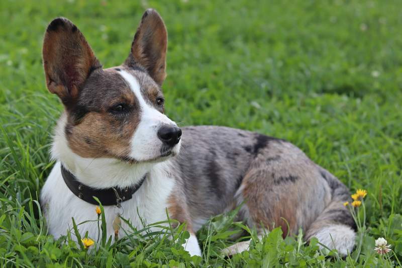 Queen 'Paid €3077 for New Royal Corgi from Pet Website'