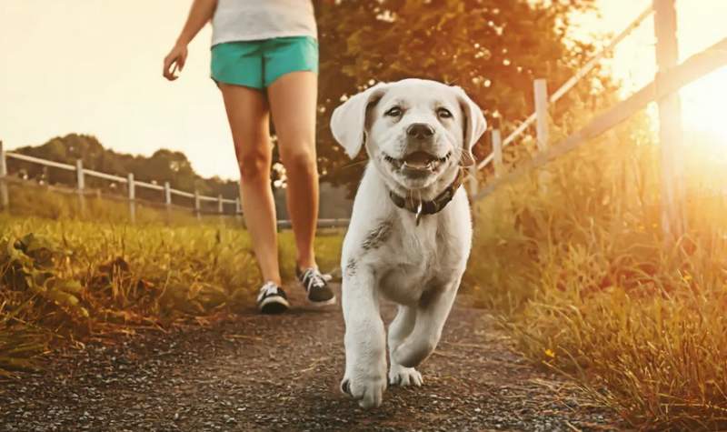 Brits would rather go on a walk with their pet than their partner