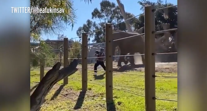 Elephant Charges at Man and Toddler Taking Selfie at Zoo