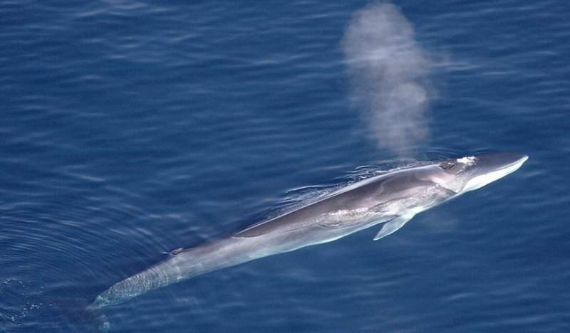Barcelona Biologists Report Sighting Five Of Endangered Species Of Fin Whales