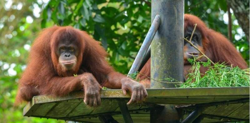 Orangutan At San Diego Zoo Makes Medical History By Getting Covid Jab