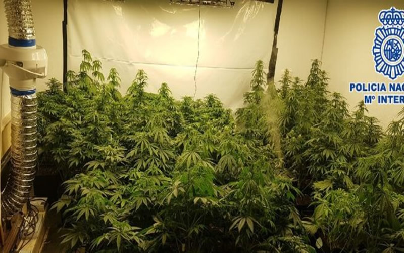 Mother And Son Arrested For Growing Marijuana In Their House In Mijas Costa