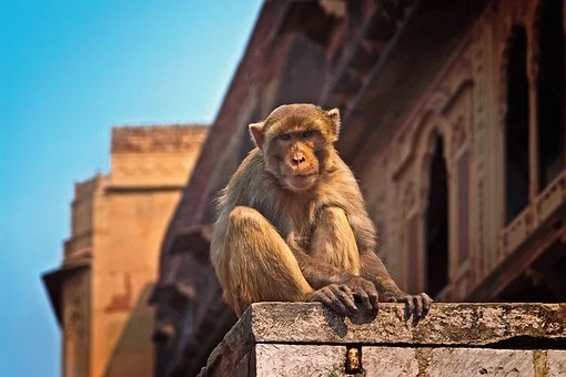 Marauding Monkeys Chase Woman Off a Roof