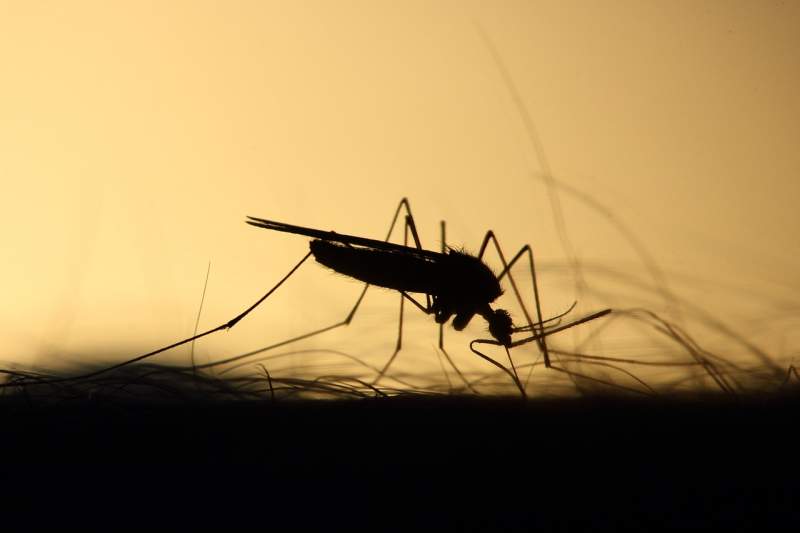 Junta launches plan to control diseases spread by mosquitoes and ticks