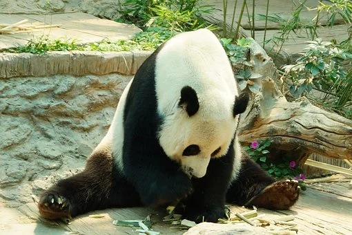 Panda Attack Leaves Caretaker 'Seriously Injured'