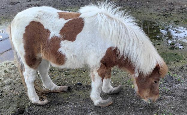 Police Investigate Over Pony Neglect