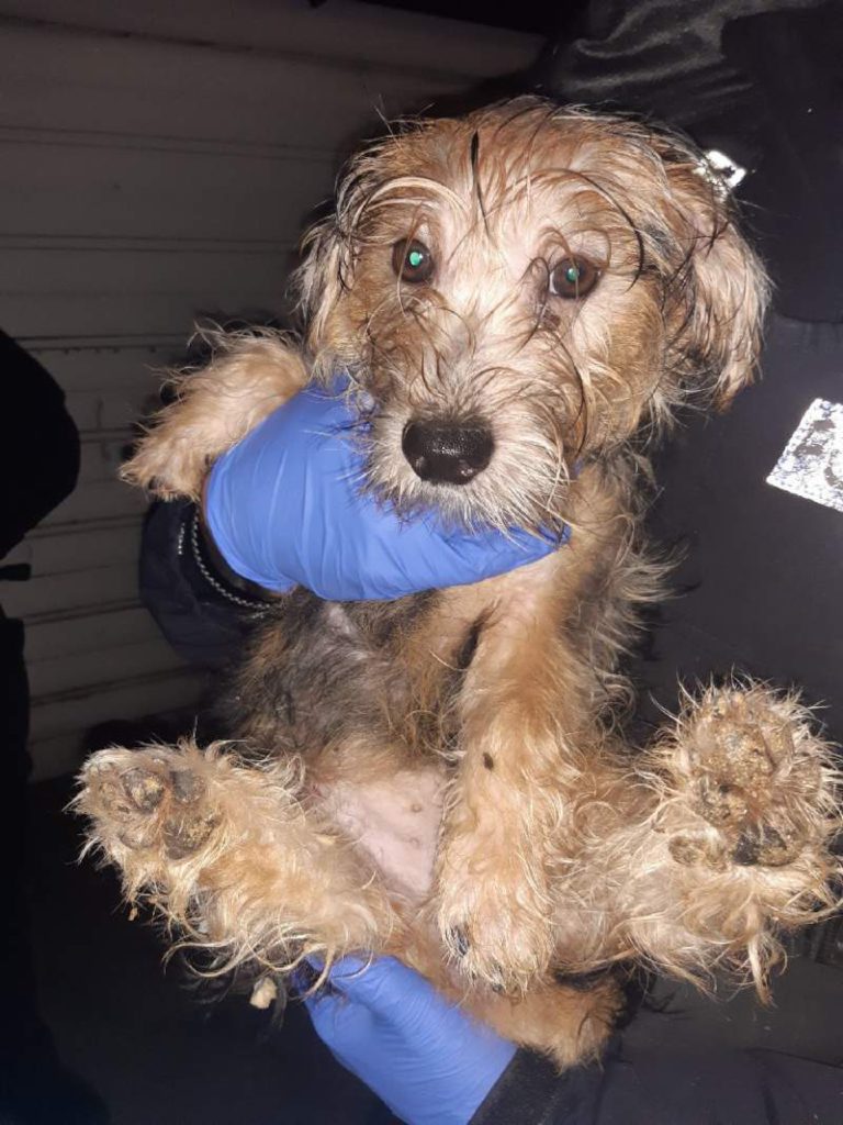 A dozen 'severely dehydrated' stolen puppies in plastic bags rescued from back of van