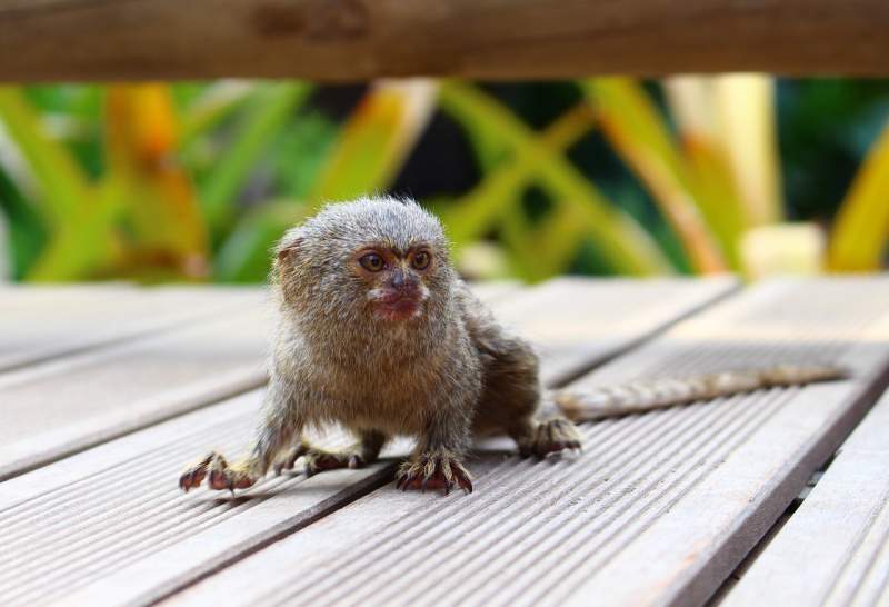 Jerez Zoo announces the birth of world’s smallest monkey
