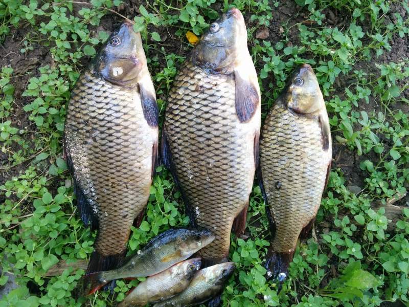 Teulada-Moraira Fishing Club news