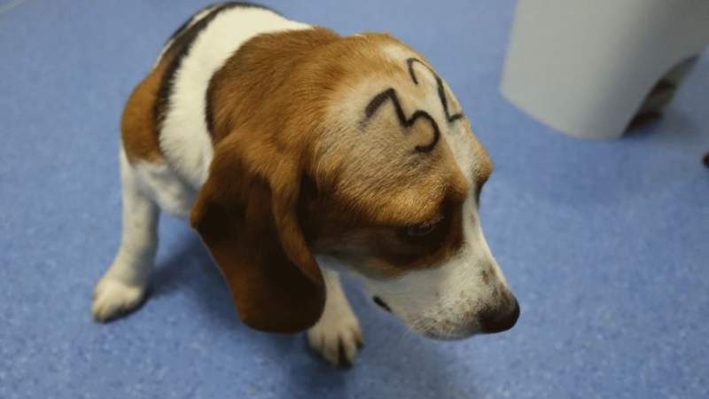 Extreme Animal Cruelty Undercovered At Laboratory In Madrid