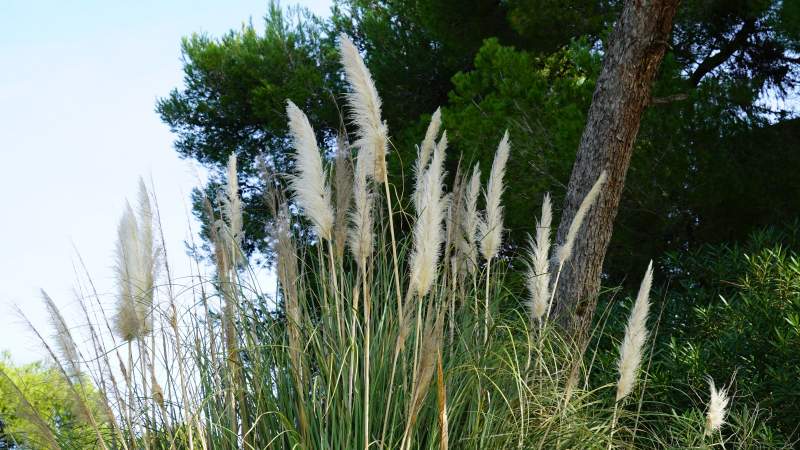 Pampas Grass, one of the main invasive species