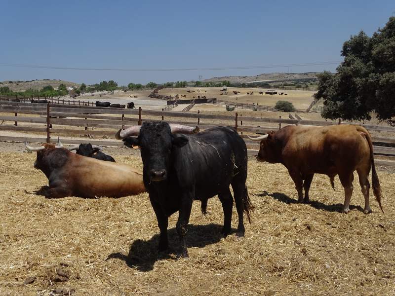 Valencia approves €1M aid for struggling livestock farmers