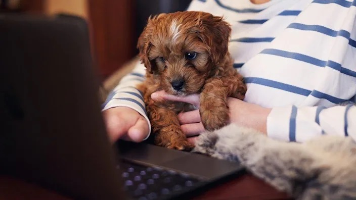 Cybersecurity Warning Over Using Pet-Based Passwords After Surge In Hacking