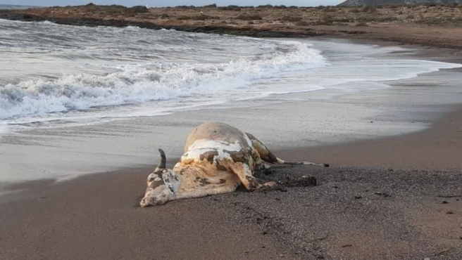 Águilas Residents Find Dead Cow Washed Up On Beach