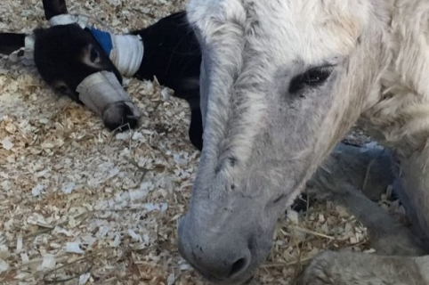 Can You Help A Rare Twin Donkey Born in Mijas?