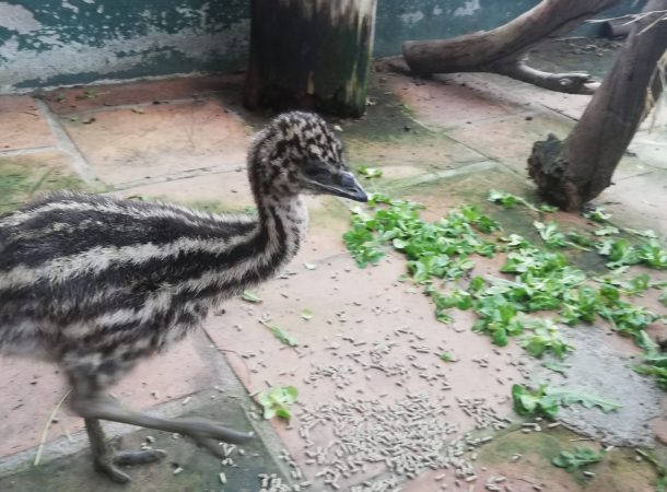 Almuñecar bird park welcomes two adorable emu chicks