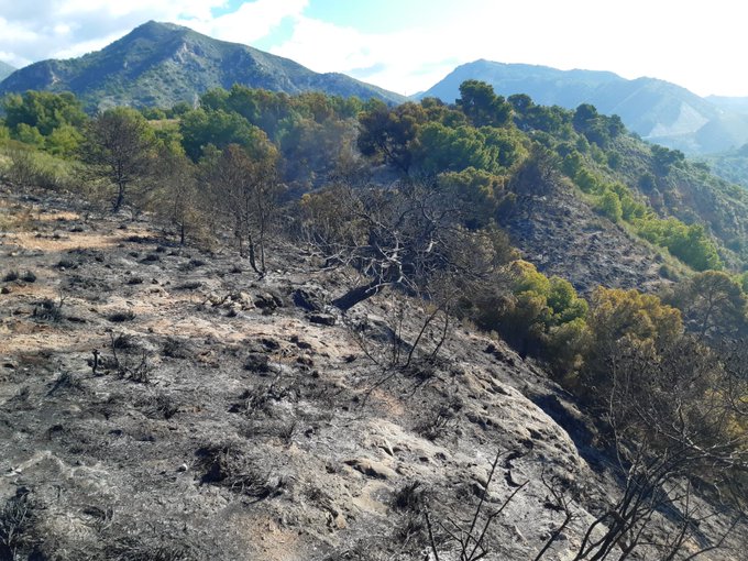 Firefighters tackle second forest blaze in a week
