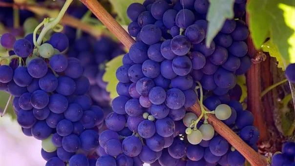 Free Grape Vines in Almeria's Berja to Preserve Andalucian Heritage